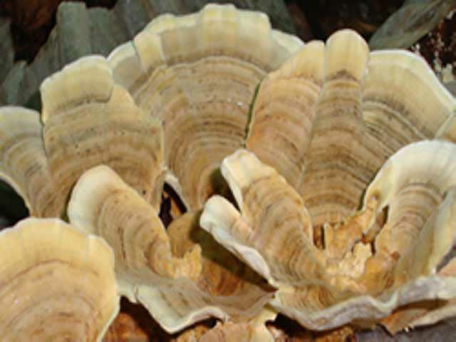 Coriolus-versicolor