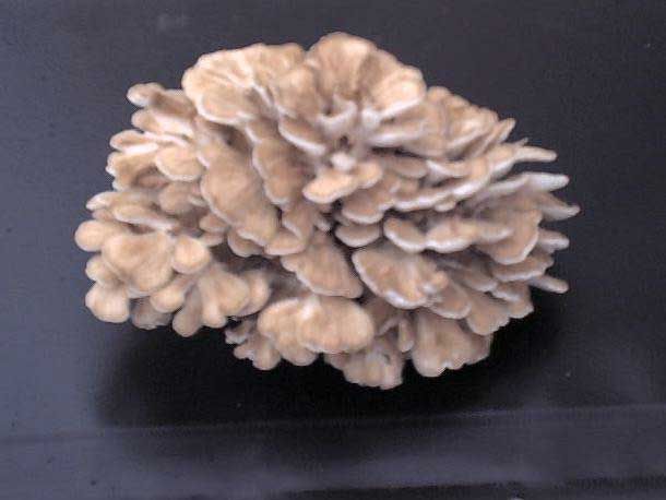 grifola-frondosa