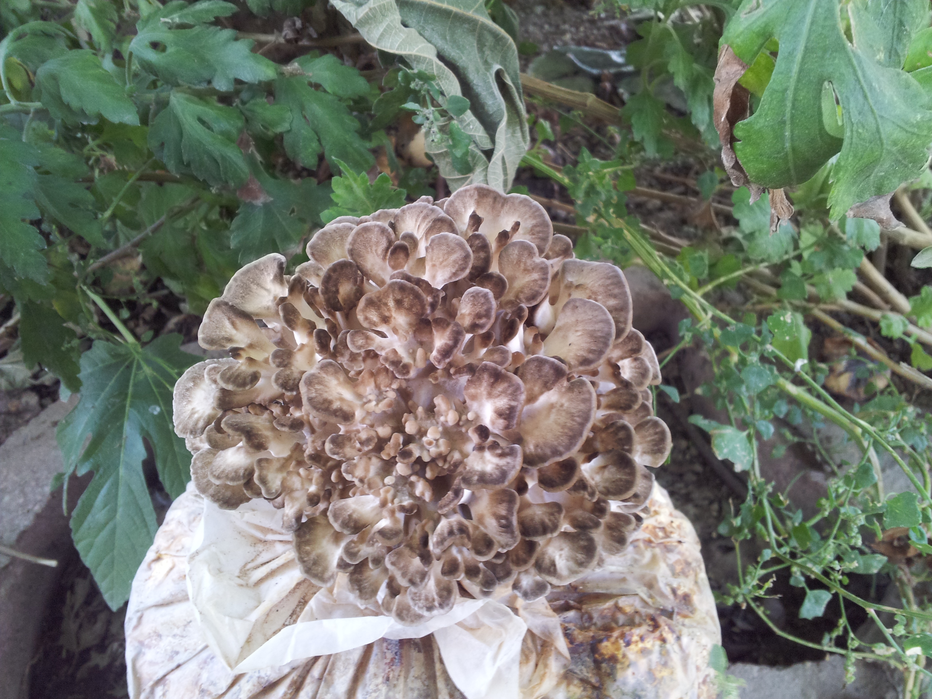 Shiitake