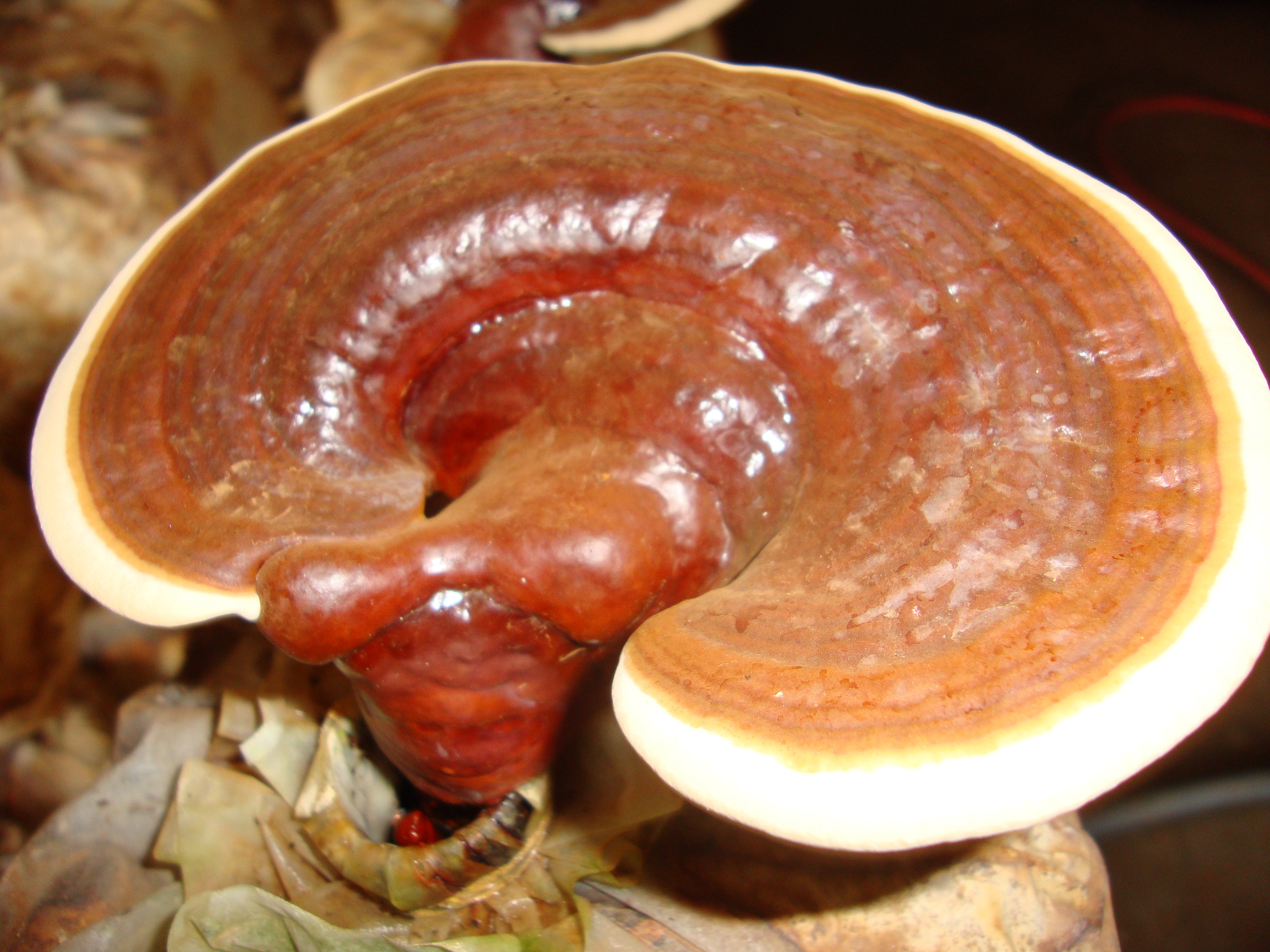 ganoderma-lucidum